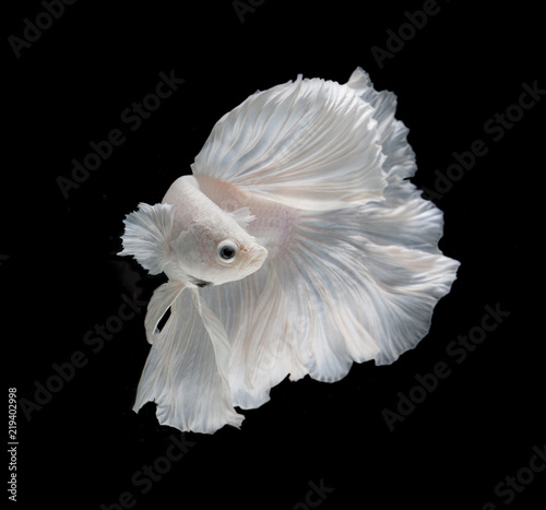 White Platt Platinum Fish .White siamese fighting fish, betta fish isolated on black background. .