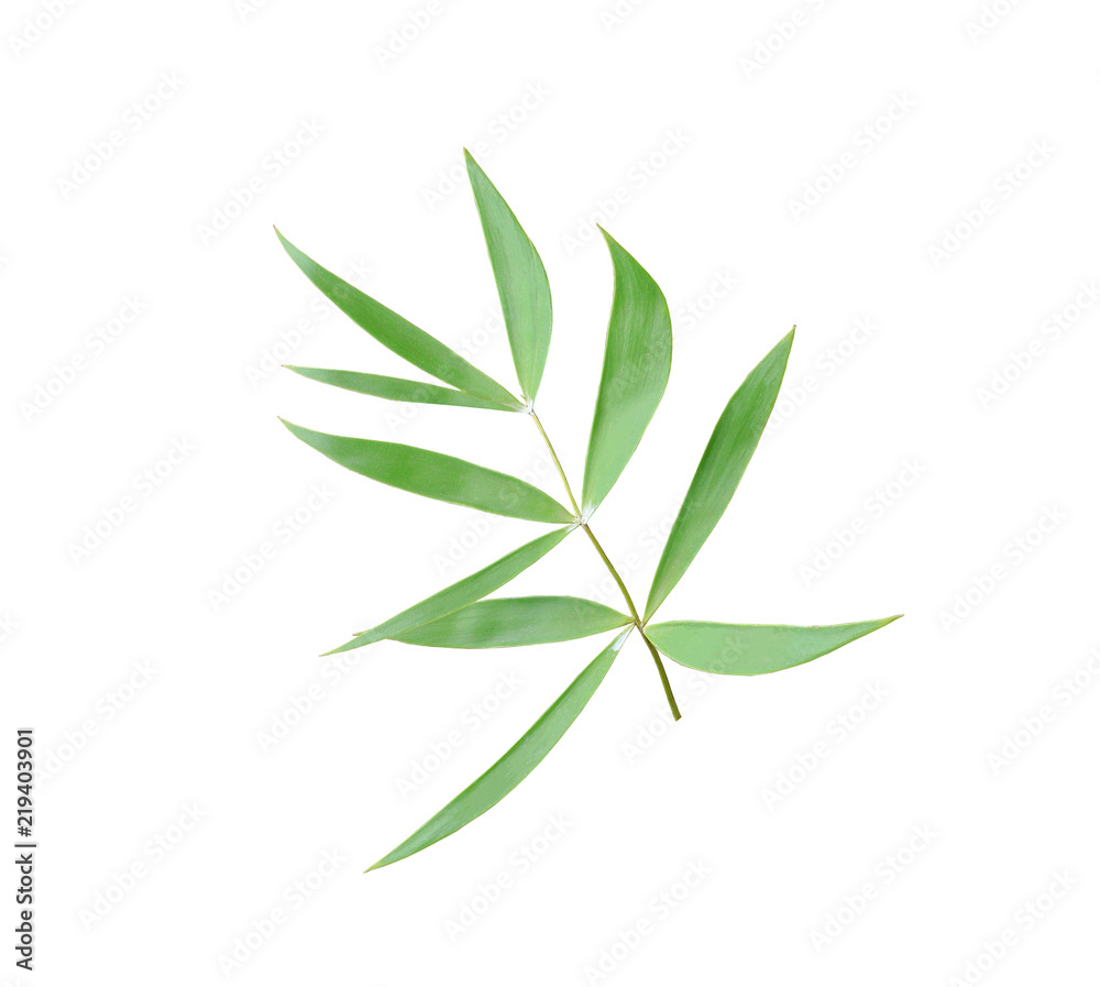 green leaf of palm tree isolated on white background