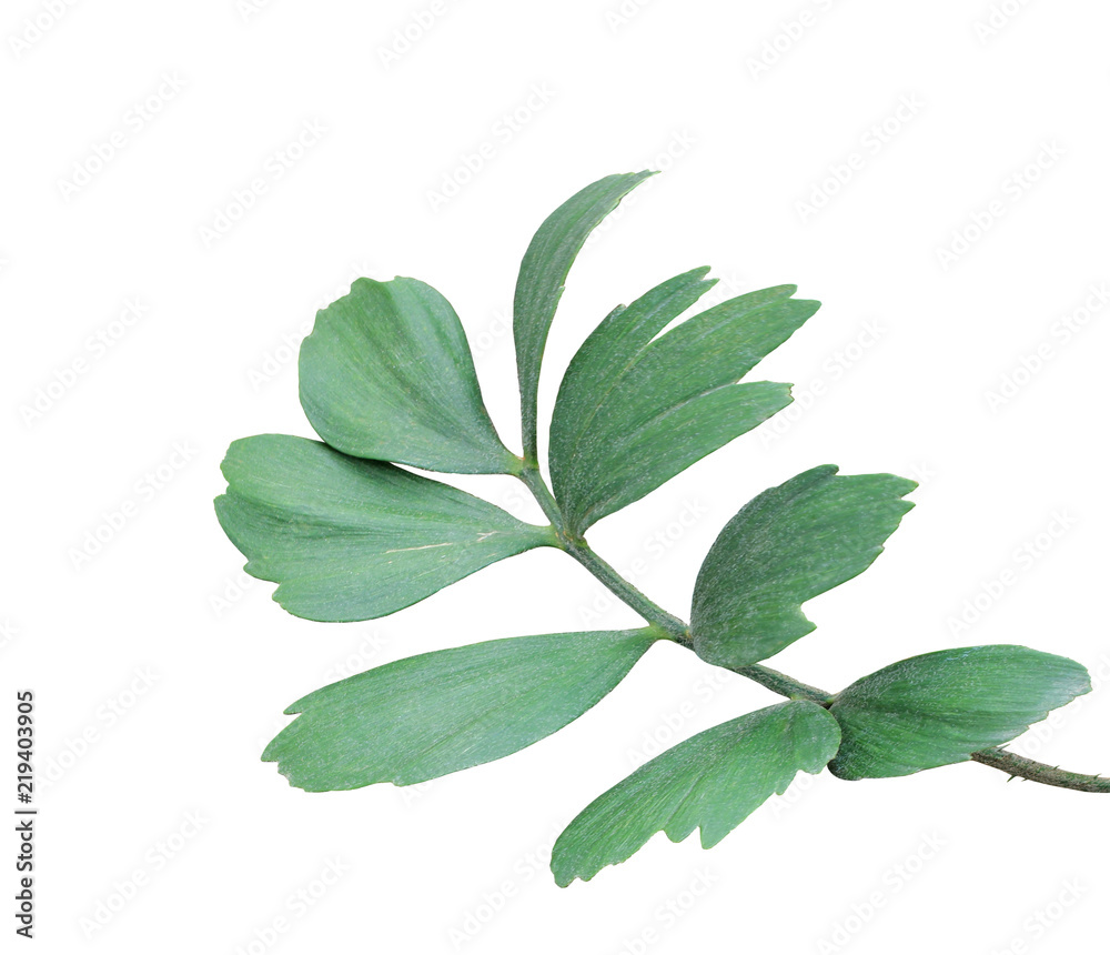green leaf of palm tree isolated on white background green leaf of palm tree isolated on white background