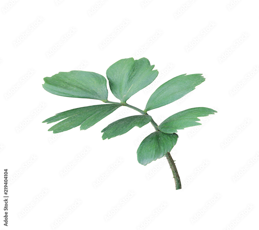 green leaf of palm tree isolated on white background green leaf of palm tree isolated on white background
