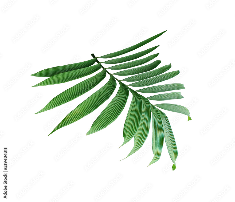 green leaf of palm tree isolated on white background green leaf of palm tree isolated on white background