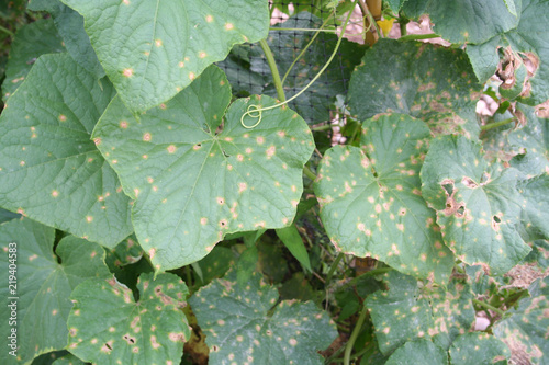 Cucumber plant with disease in the vegetable garden. Cucumber leaf with brown spot. Colletotrichum orbiculare or anthracnose of cucurbits
 photo
