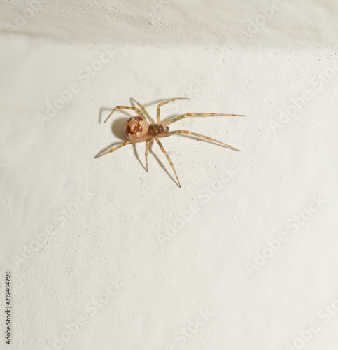 A brown sac spider on a white wall inside someone's home