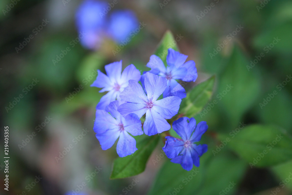 Close-up of Ceratostigma wilmottianum blue flowers in the garden
Close-up of Ceratostigma wilmottianum blue flowers in the garden