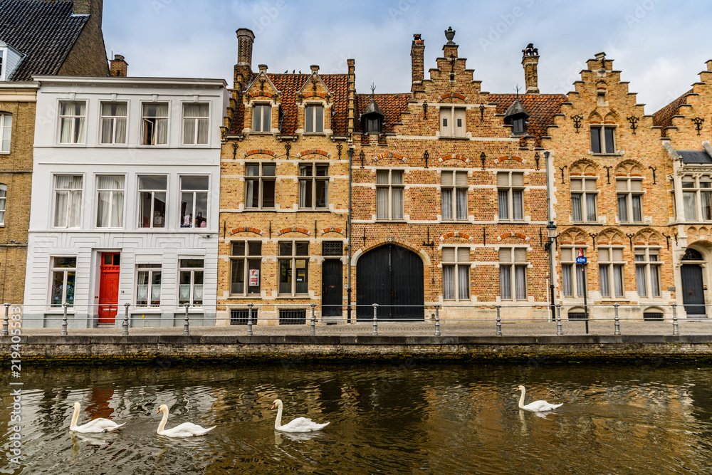 Swans passing by a canal in Bruges, Belgium