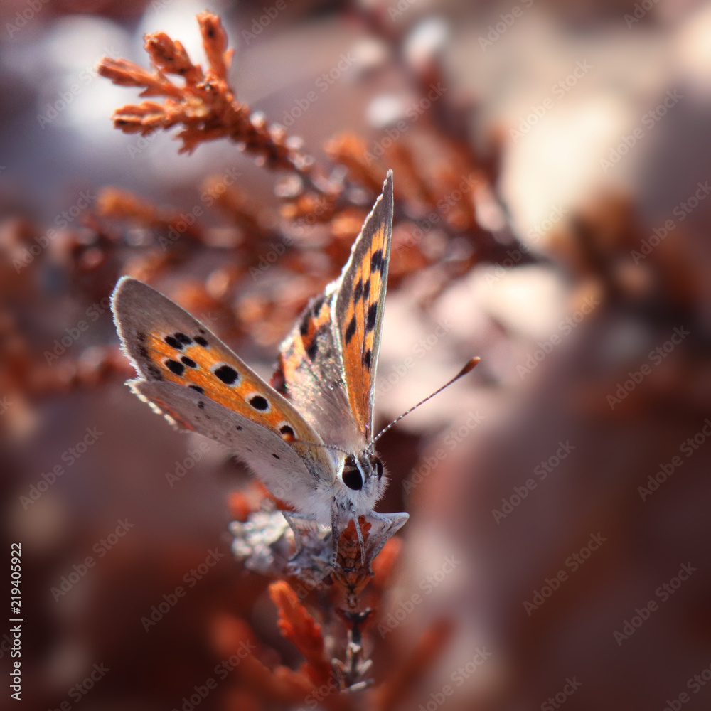 Obraz premium Butterfly on heather in sunlight