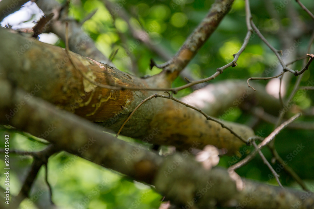 Old Tree Branches On Green Forest Background