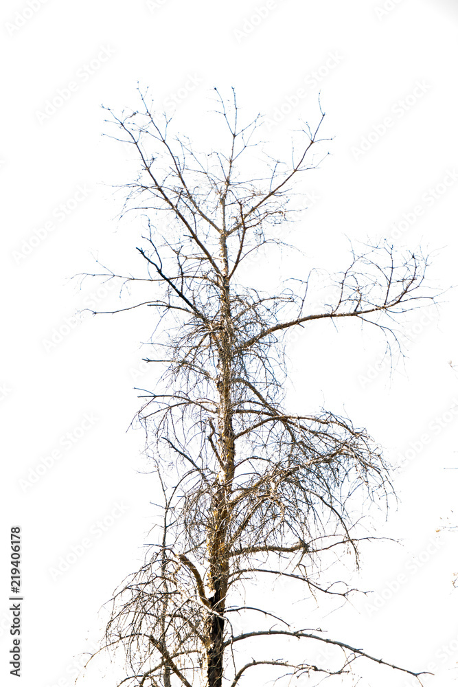 Dead Tree On White Sky