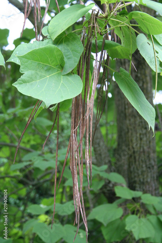 Catalpa bignonioides or Indian bean tropical tree in the garden. Catalpa tree with green leaves and long slender bean pods 