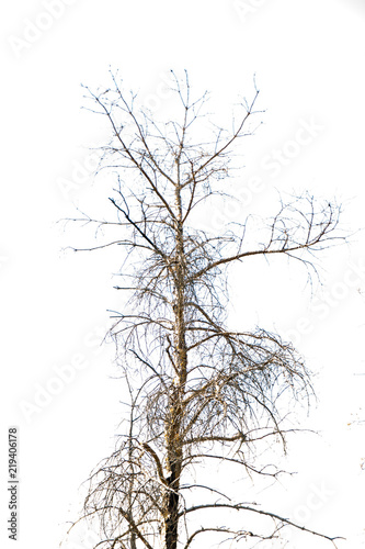 Dead Tree On White Sky © Stefan