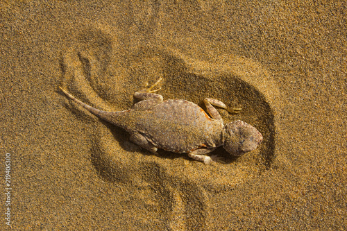 Toad Headed Agama, top view, Jaisalmer, Rajasthan, India