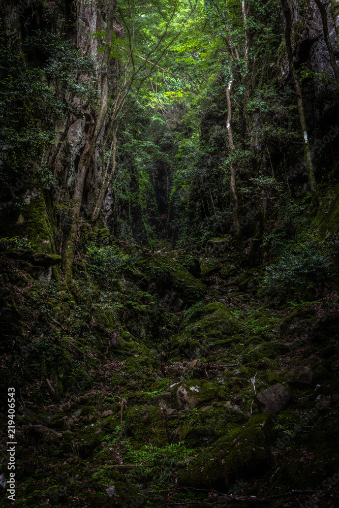 Fototapeta premium もののけ