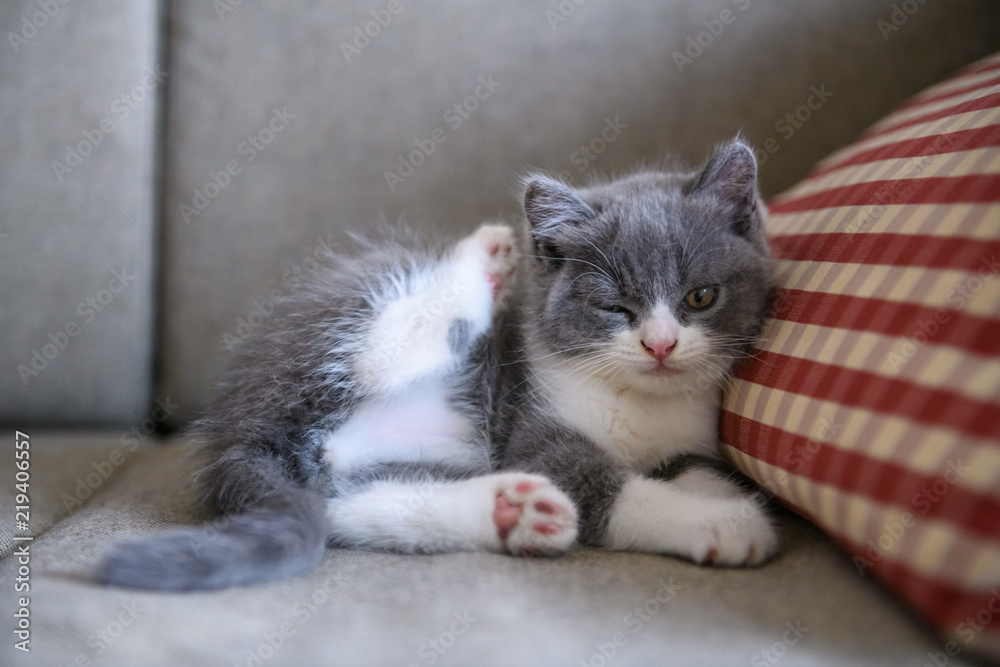 Fototapeta premium The lovely British cat kitten