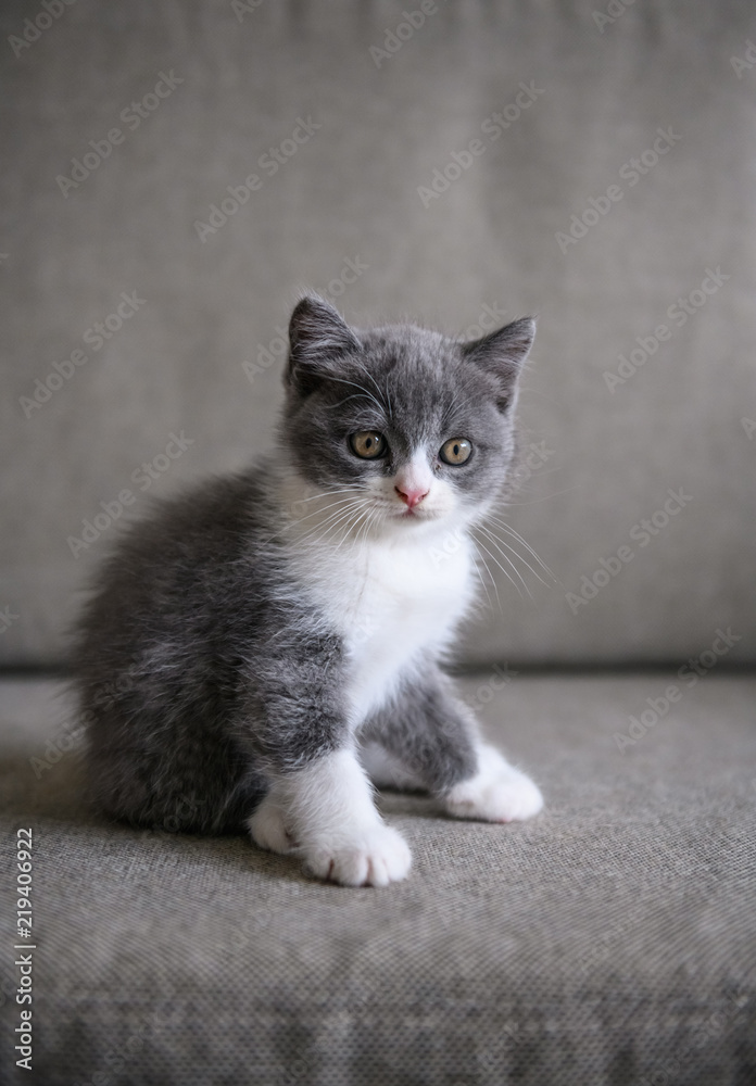 Fototapeta premium The lovely British cat kitten