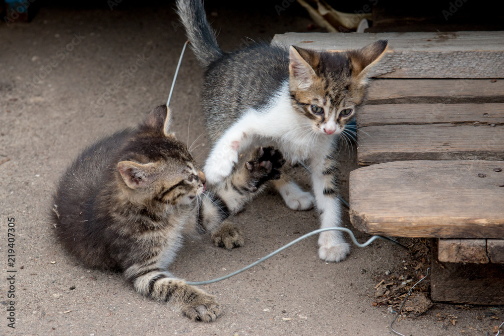 Fototapeta premium Cats playing outside