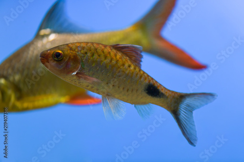 Barbus swims in a clean aquarium background color blue, sky color