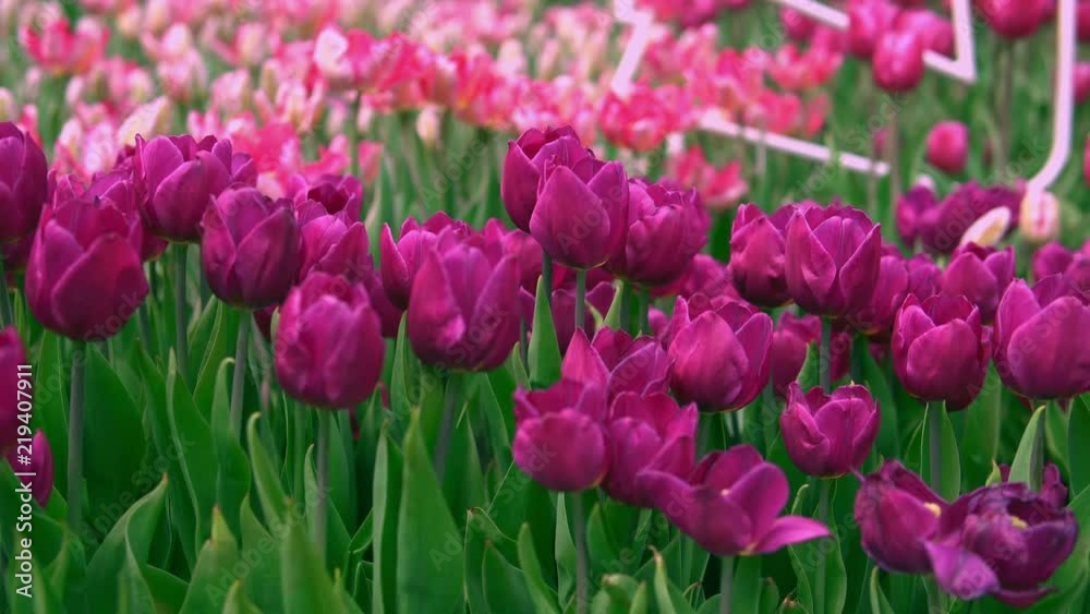 Sun is coming down. Shades on beautiful flowers. Sun is coming down. Shades on beautiful flowers.