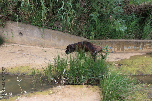 chien qui erre dans de l'eau souillée : molosse cane corso photo