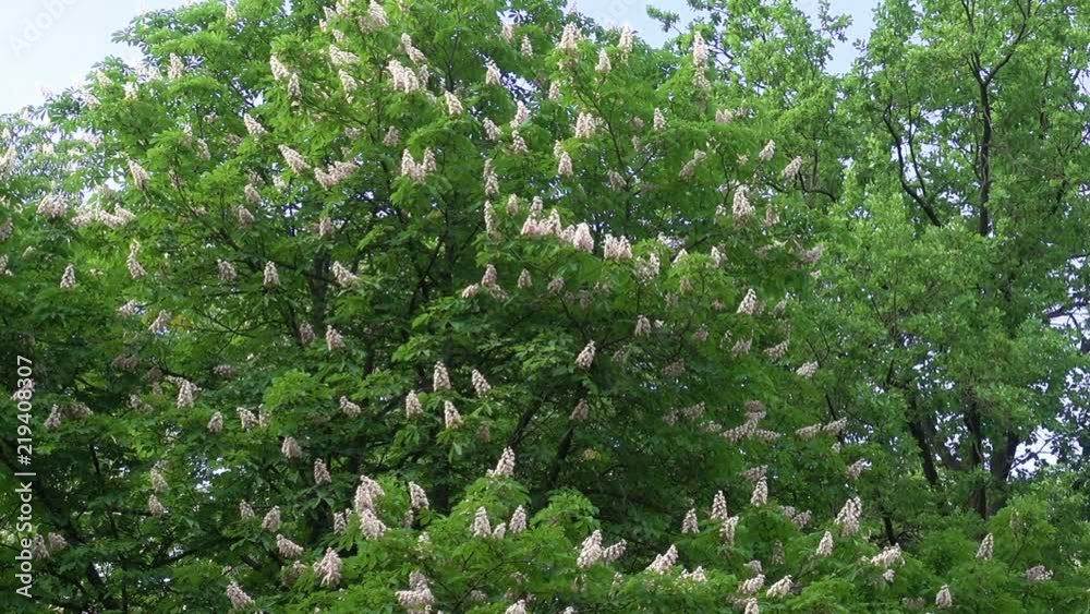 Many chestnut flowers among green leaves in spring Many chestnut flowers among green leaves in spring