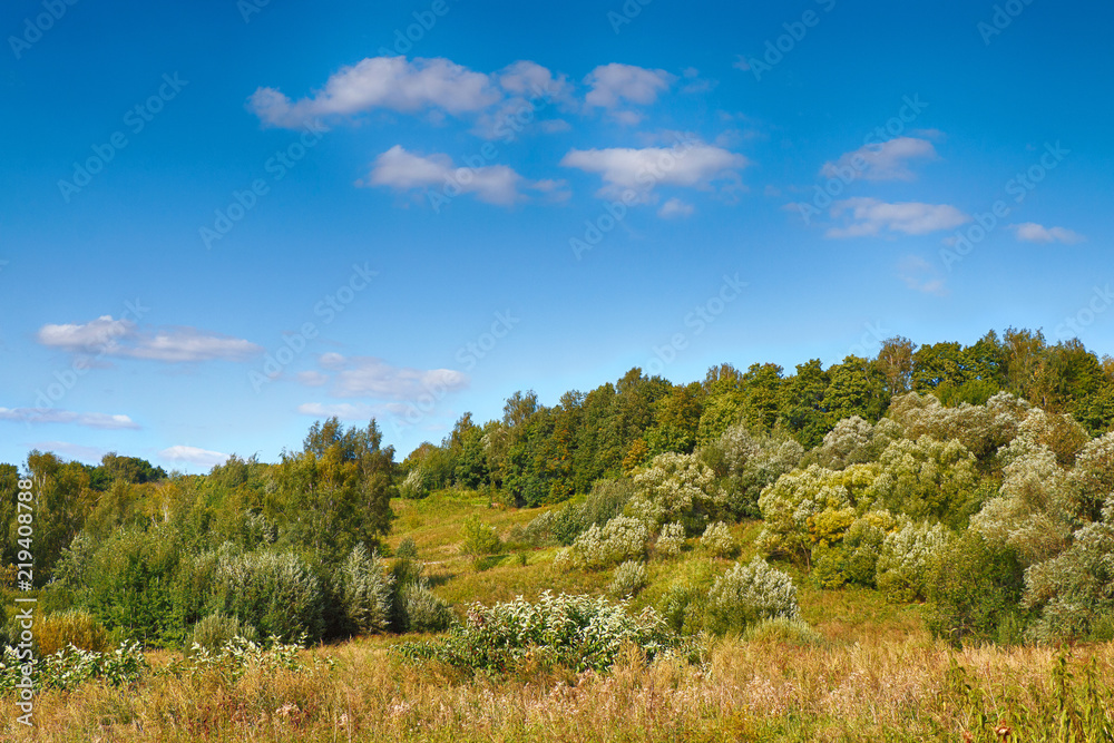 Beautiful summer landscape with trees and blue sky