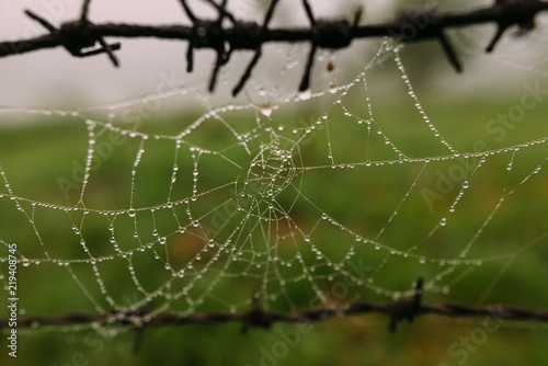 Spider Web with water drops close up