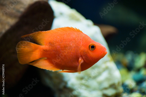 Red parrot fish swims in a beautiful aquarium