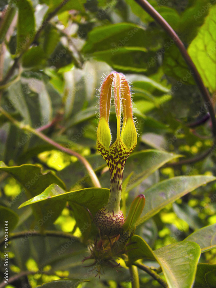 Obraz premium Ceropegia sp., Kaas, Satara district, Maharashtra, India