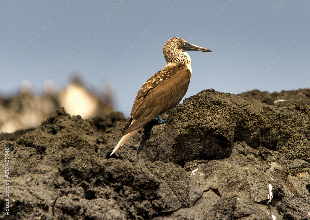A blue-footed booby on Floreana, Galápagos-Archipel A blue-footed booby on Floreana, Galápagos-Archipel