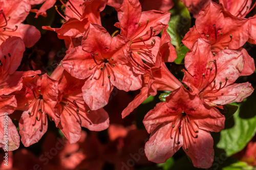 Rhododendron klein lachs orange