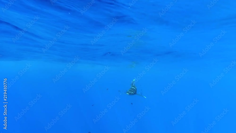 An Oceanic white tip shark or Longimanus and pilot fish swims slowly near surface at Big Brother Island, Red Sea, Egypt. Full HD underwater footage. An Oceanic white tip shark or Longimanus and pilot fish swims slowly near surface at Big Brother Island, Red Sea, Egypt. Full HD underwater footage.