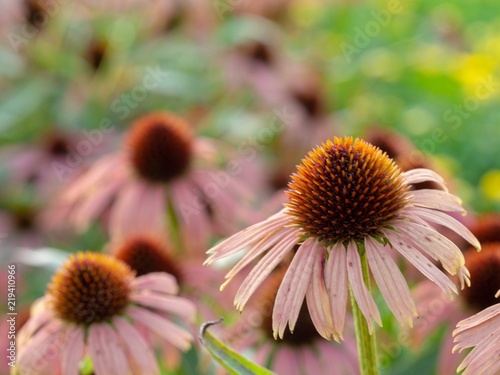 Pink flowers in Garden