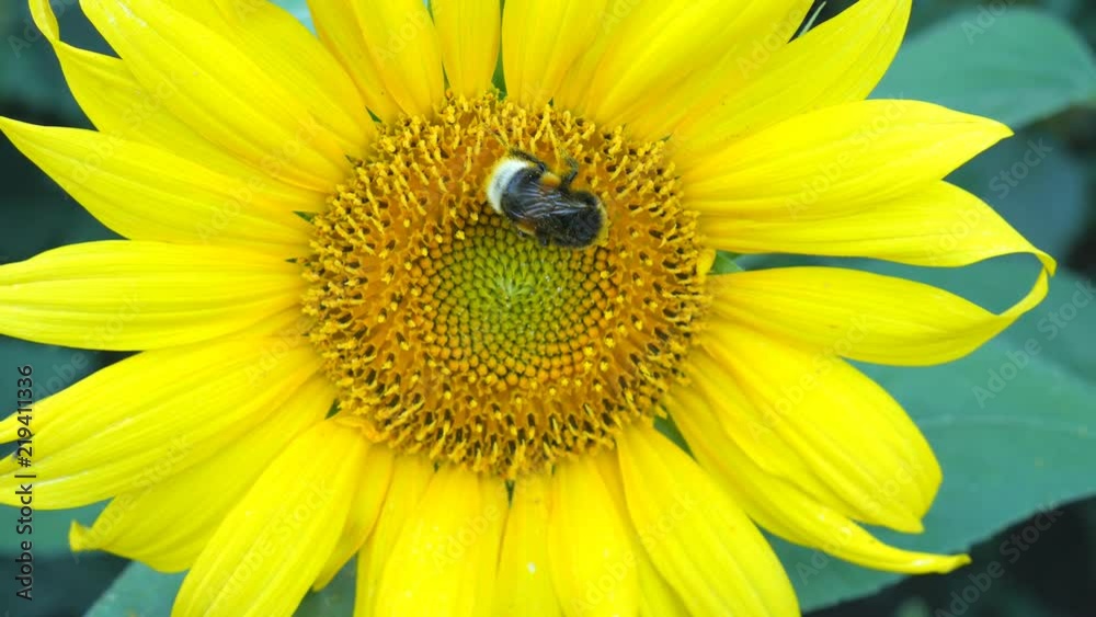 Sunflower working bee bright sunny weather close up natural energy organic farming clean farm outdoors honey pollen bees Sunflower working bee bright sunny weather close up natural energy organic farming clean farm outdoors honey pollen bees