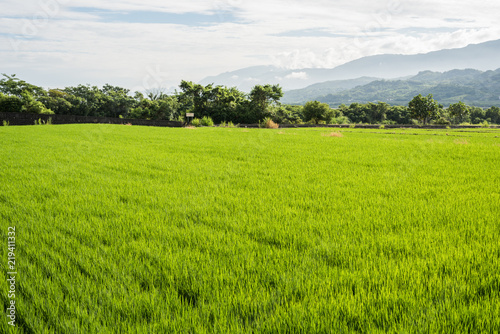 green paddy farm © ChenPG