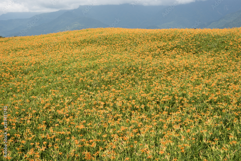 Obraz premium landscape of tiger lily