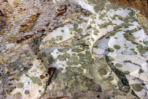 Epilithic crustose lichen on sandstone photo