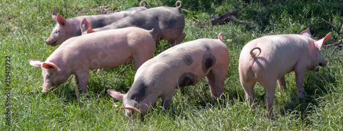 Photos Glückliche Bio-Ferkel auf der Wiese-Banner