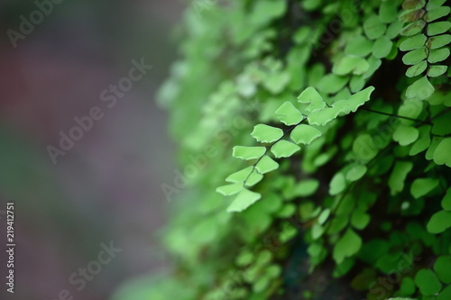 maidenhair fern on old wooden in fresh nature