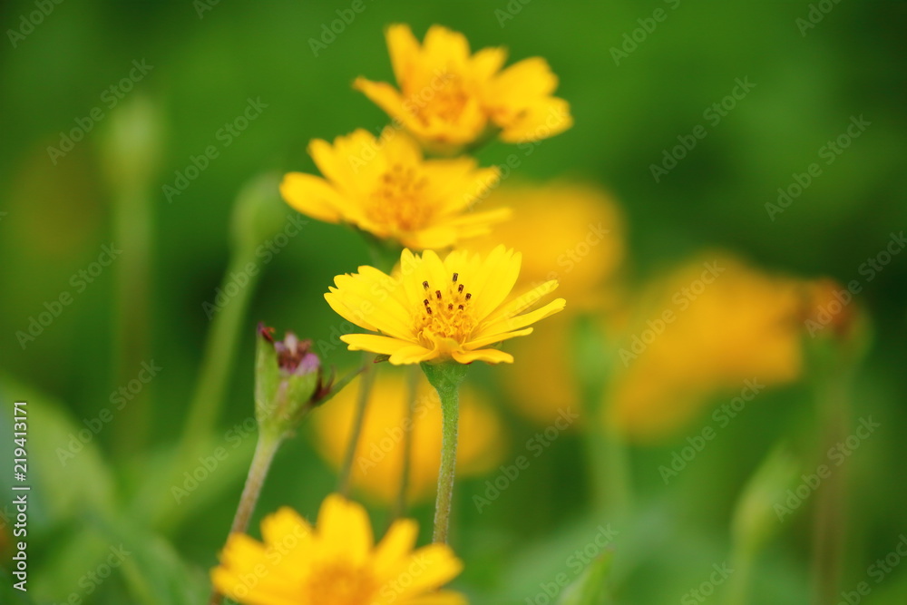 beautiful singapore dailsy flowers fresh in garden beautiful singapore dailsy flowers fresh in garden
