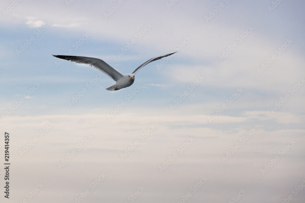 Seagull flying 5