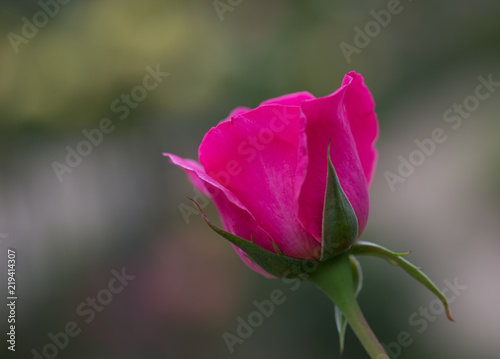 bourgeon de rose de couleur rose en   t   dans un jardin en lumi  re du jour