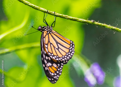 Danaus plexippus butterfly resting upside down on a green stem with green vegetation background