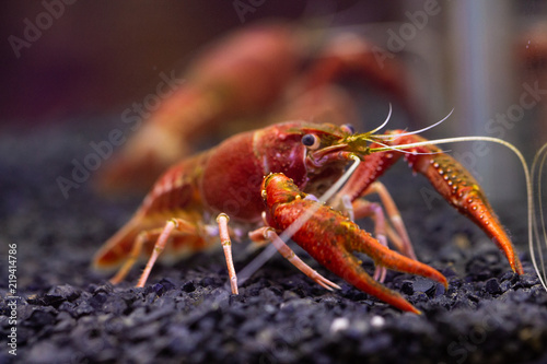 Orange Crayfish in aquarium.