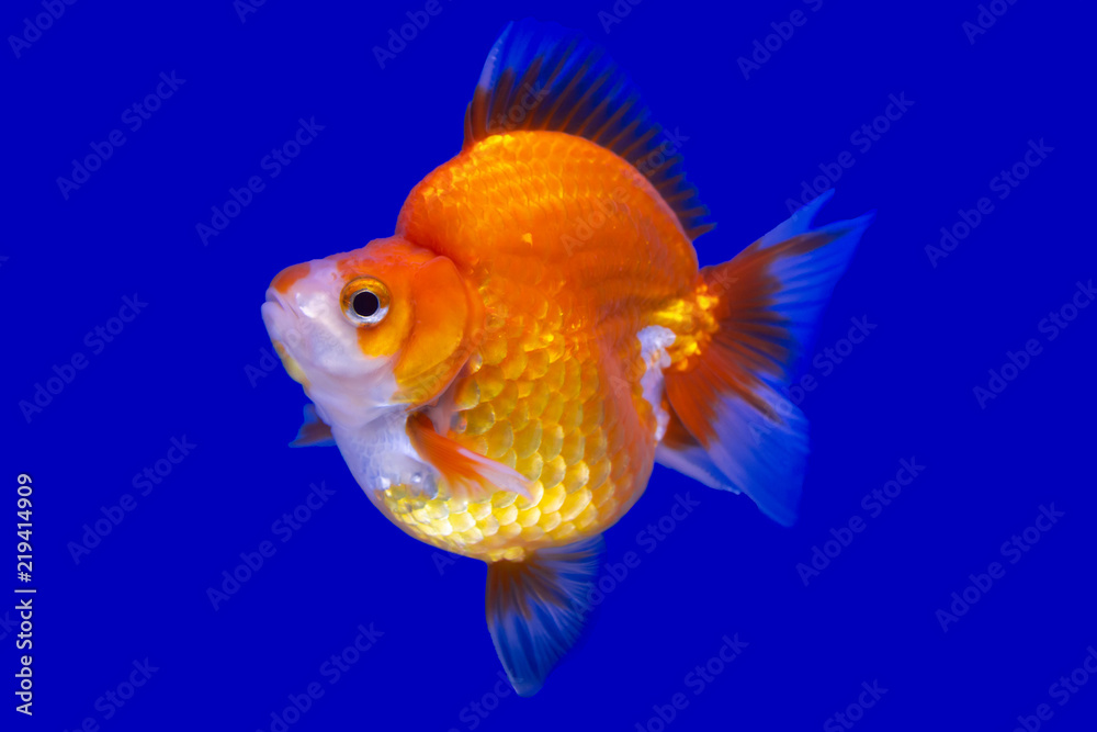 Goldfish species name's Veiltail goldfish swimming on blue screen. Goldfish species name's Veiltail goldfish swimming on blue screen.
