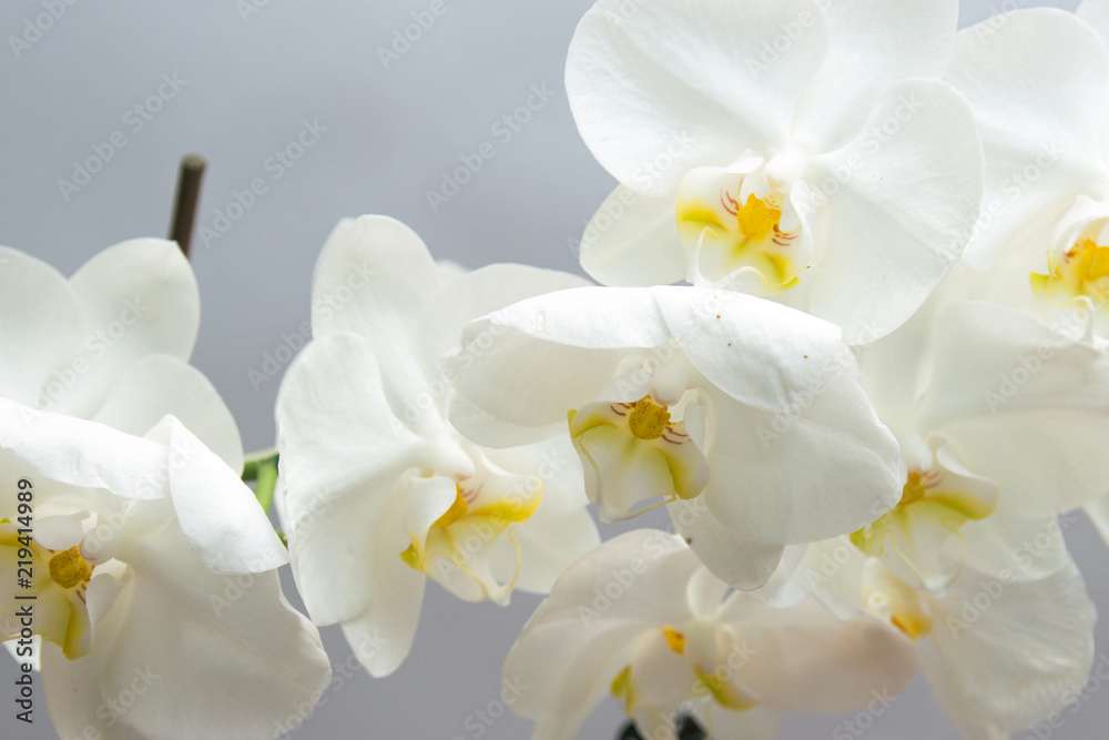 White flower Orchid flowering.