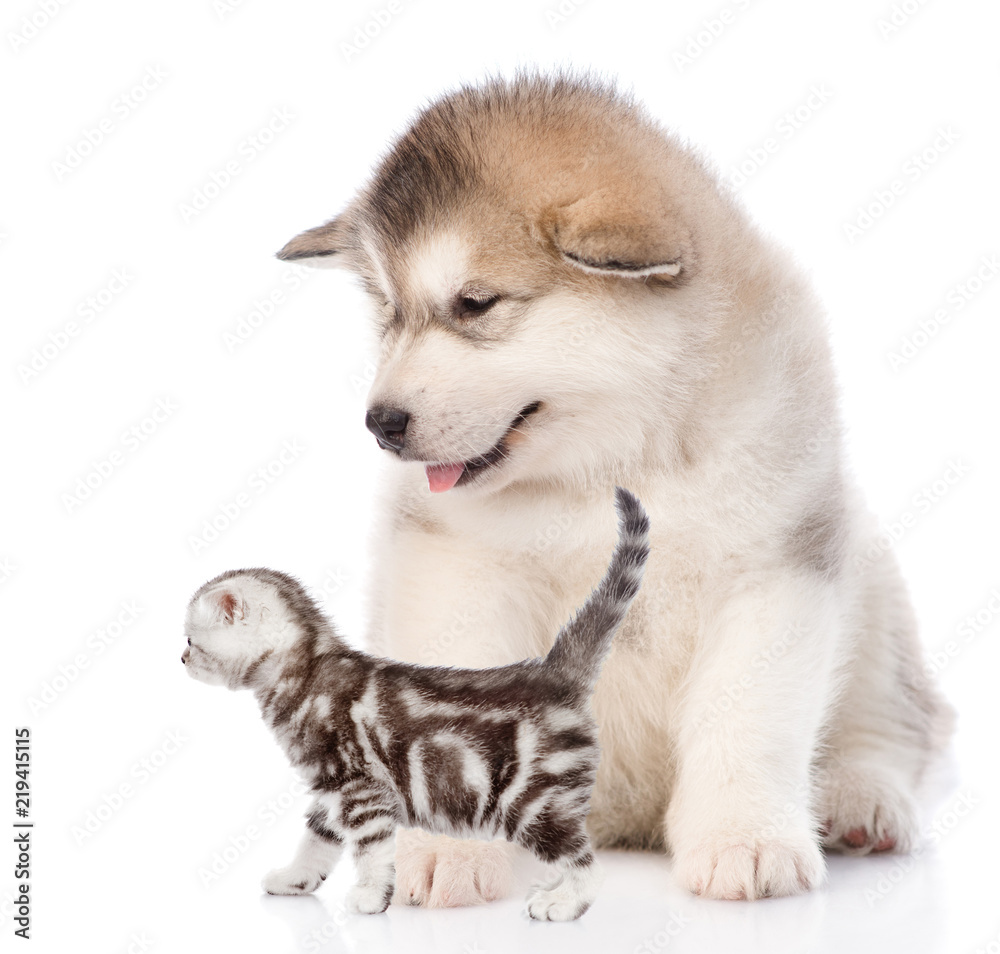 Alaskan malamute puppy with tabby kitten in profile. Isolated on white background