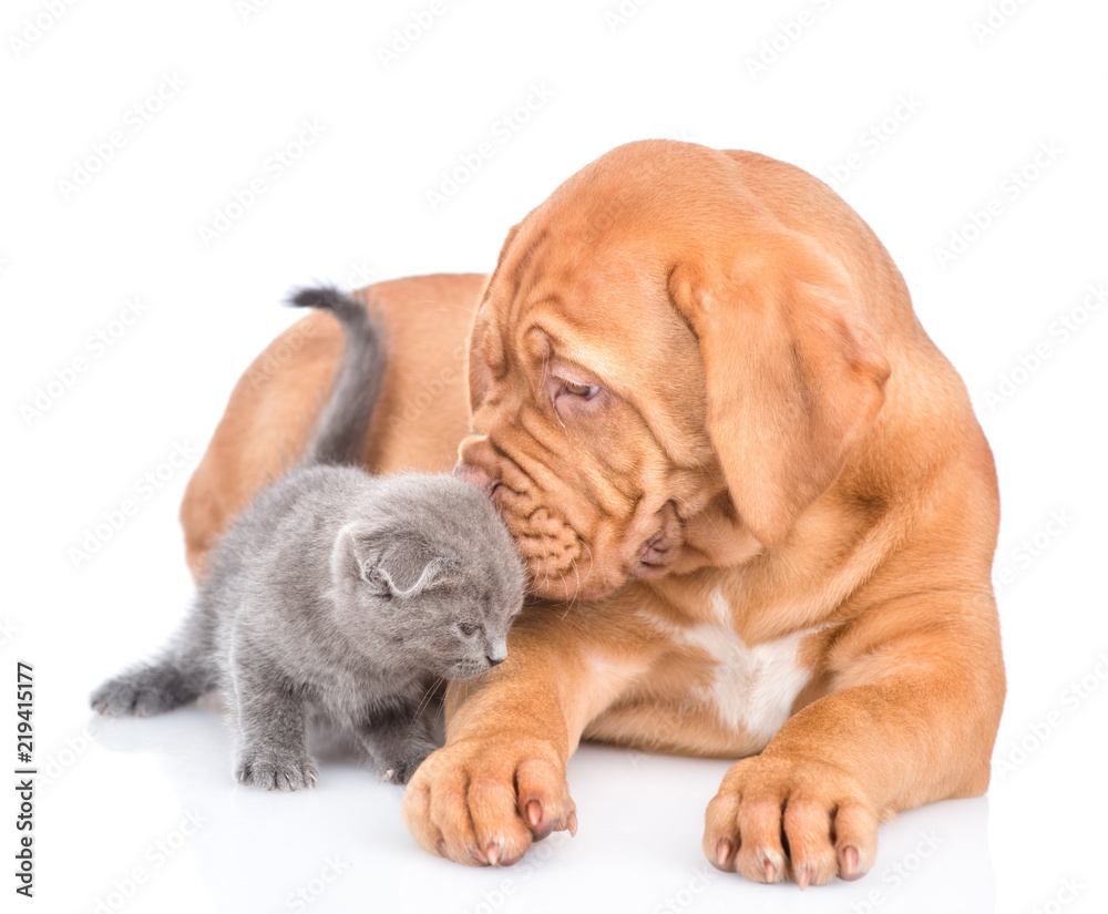 Bordeaux puppy dog kisses kitten. isolated on white background Bordeaux puppy dog kisses kitten. isolated on white background