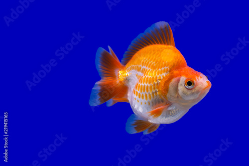 Goldfish species name's Veiltail goldfish swimming on blue screen.