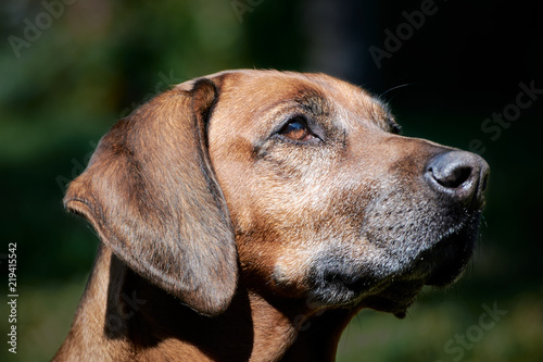 Brauner Rhodesian Ridgeback Hund blickt nach rechts in der Natur  Nahaufnahme