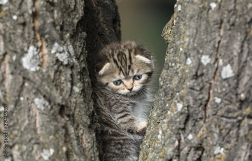 a little furry kitten on a tree © serikbaib