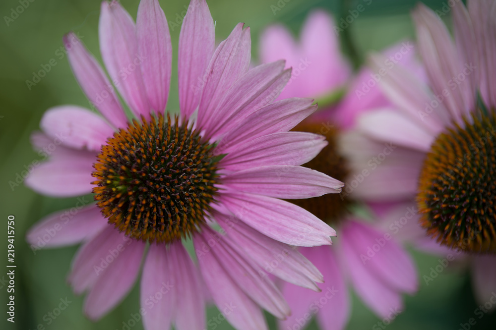 fleur echinacea en couleur de couleur rose et blanche dans un jardin fleur echinacea en couleur de couleur rose et blanche dans un jardin